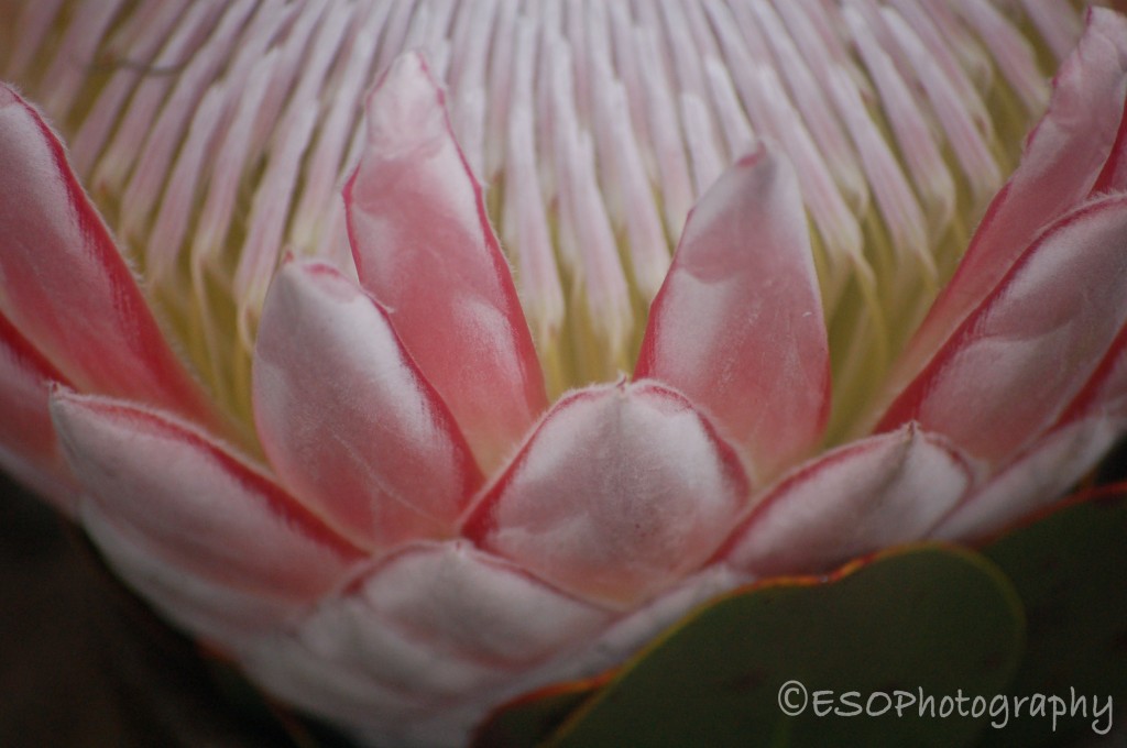 Lotus Flower