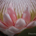 Lotus Flower