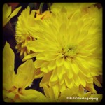 Yellow Flowers