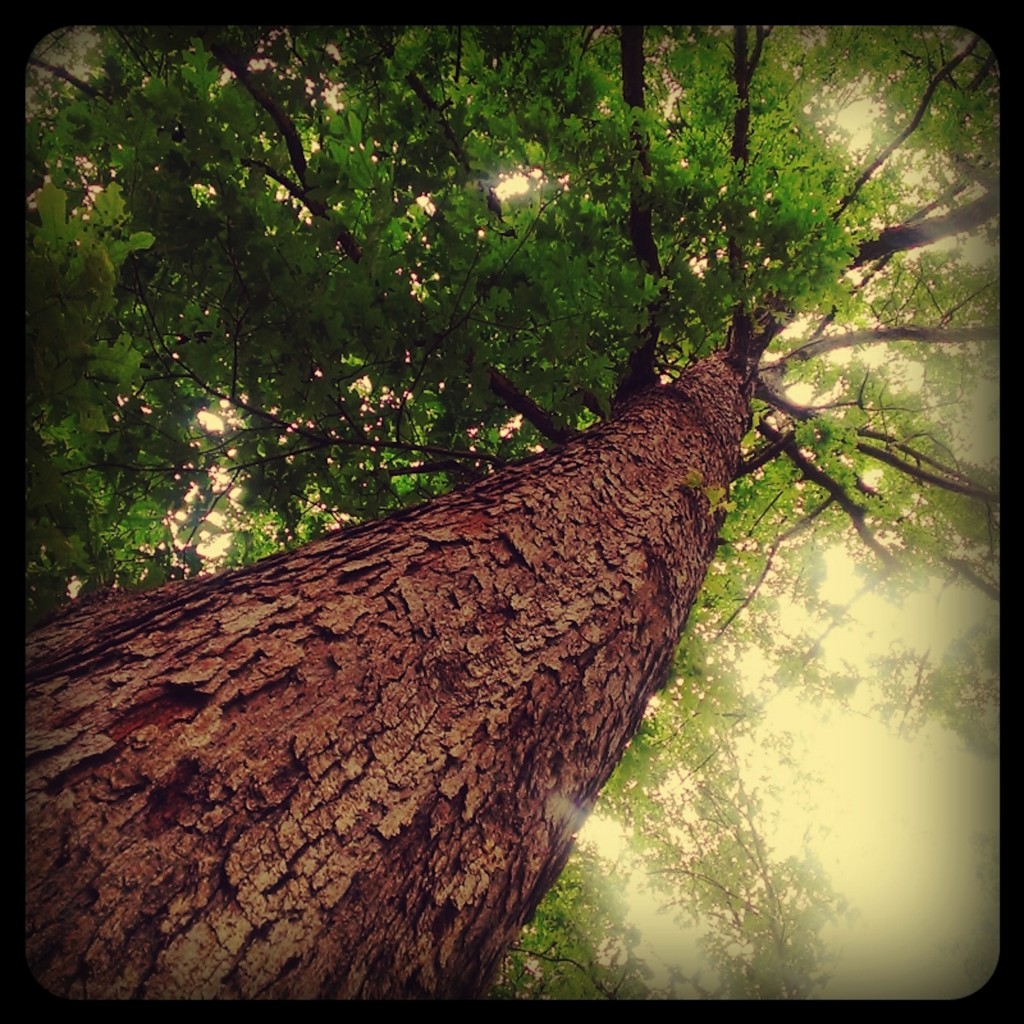 Looking up from the base of a tree