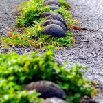 Rocky Paths