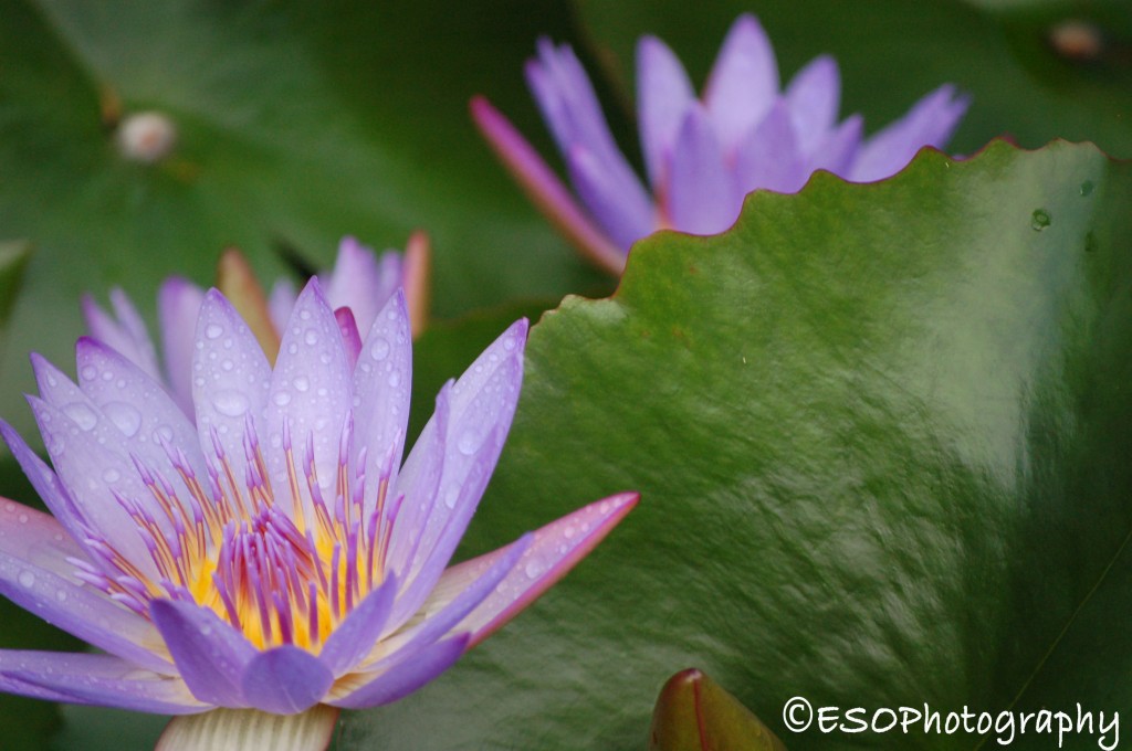 Water Lilly