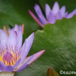 Water Lilly