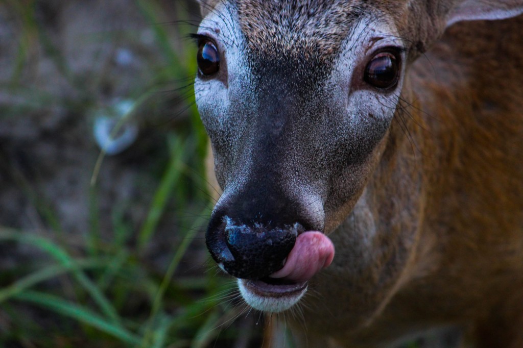 Licking his lips after some yummy carrots