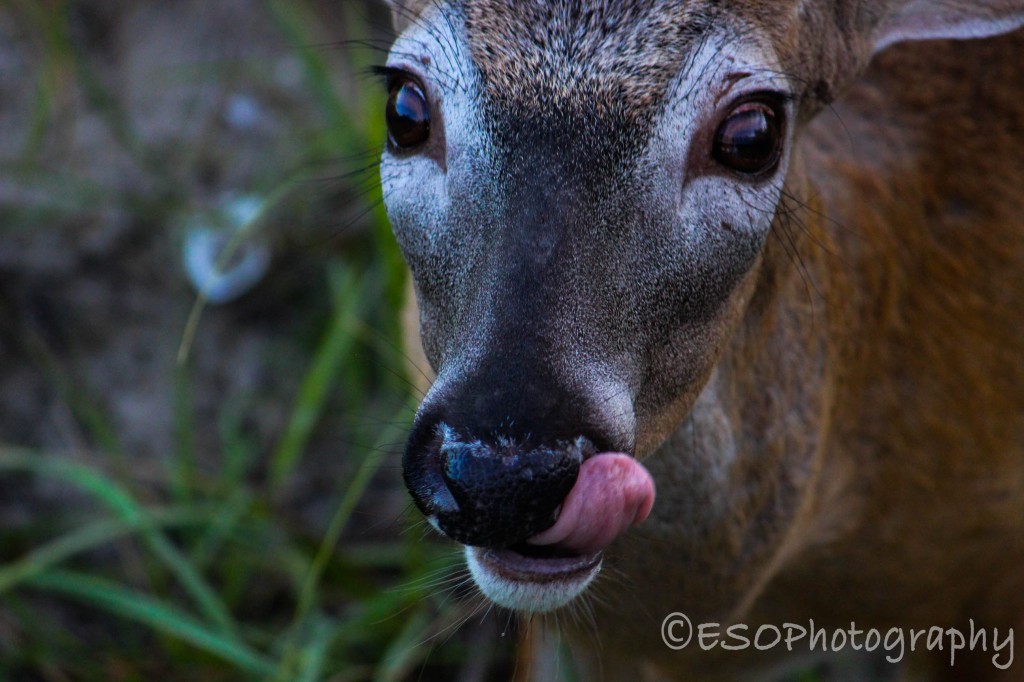 Yumm Yumm Carrots are Tasty