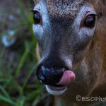 Yumm Yumm Carrots are Tasty