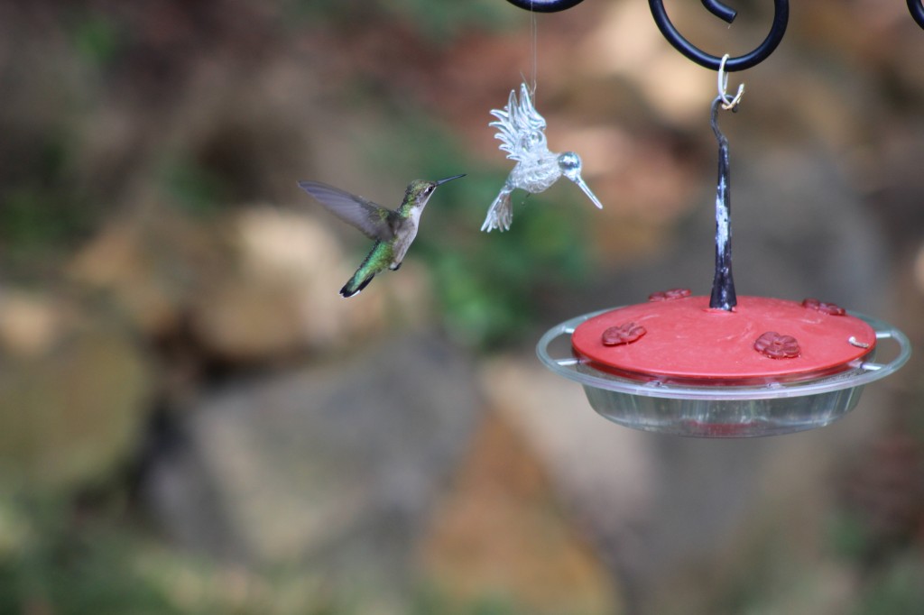 Humming Bird eating