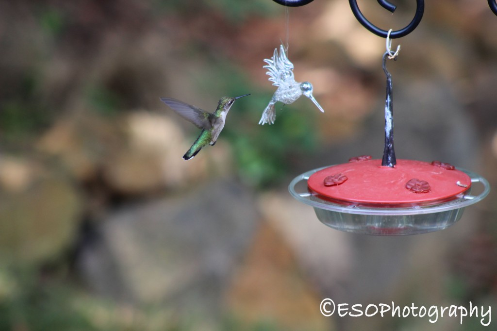 Humming Bird having some nectar