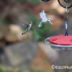 Humming Bird having some nectar