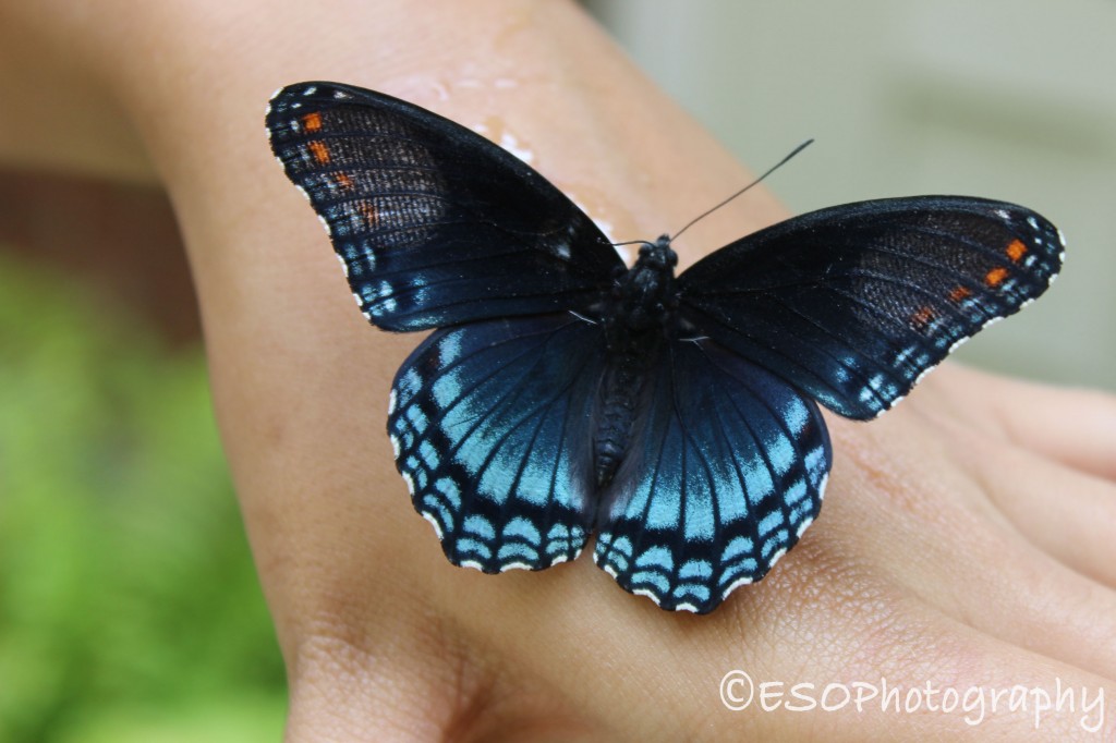 Butterfly Landing