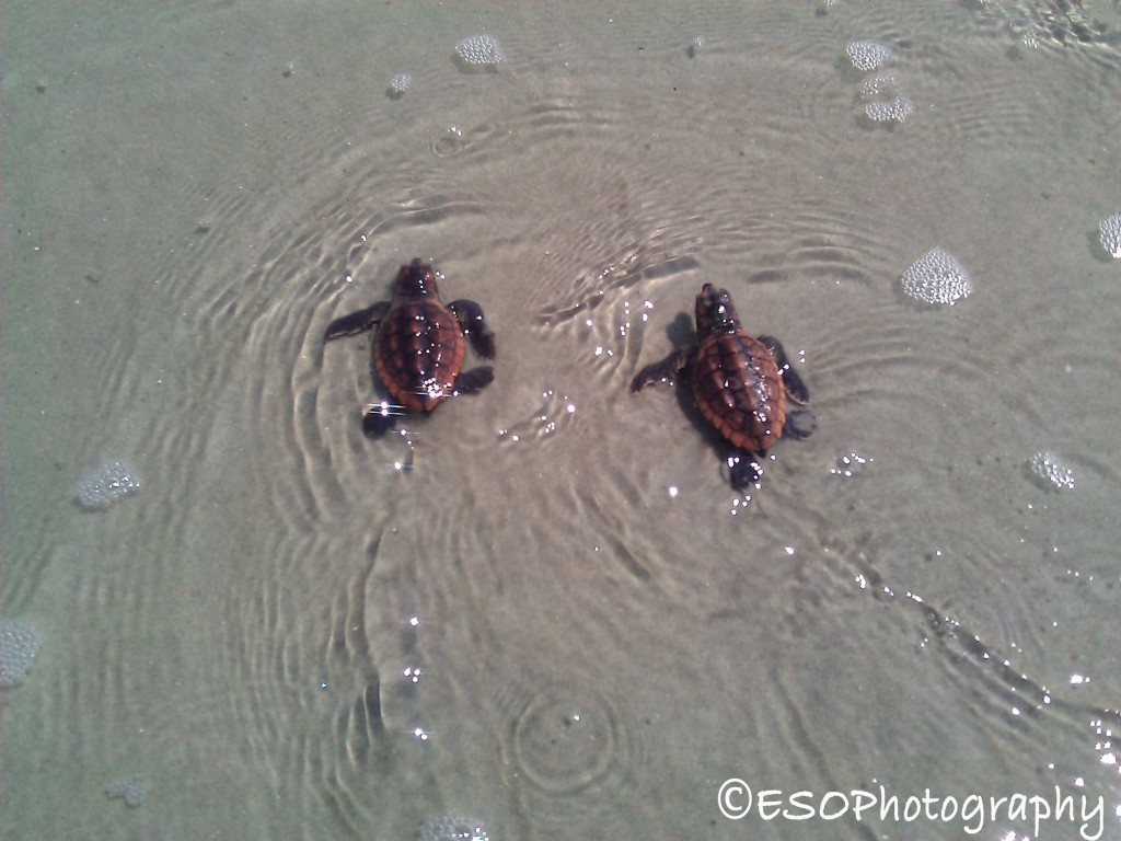 Turtle Hatchlings making their way out to the Great Big Ocean