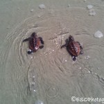 Turtle Hatchlings making their way out to the Great Big Ocean