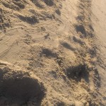 Mama Turtle Tracks